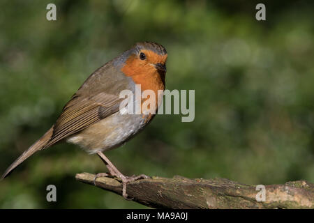 Close up image of a European Robin Redbreast sur une branche contre un arrière-plan flou vert Banque D'Images