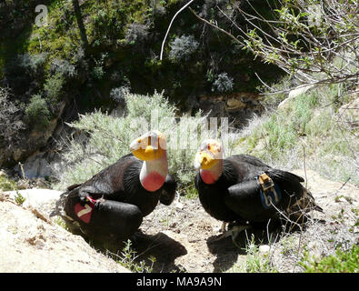 Condor de Californie paire. Une paire de Condors de Californie perchaude hors de leur nid grotte sur le flanc d'une falaise près de Hopper Mountain National Wildlife Refuge en Californie en 2009. Banque D'Images