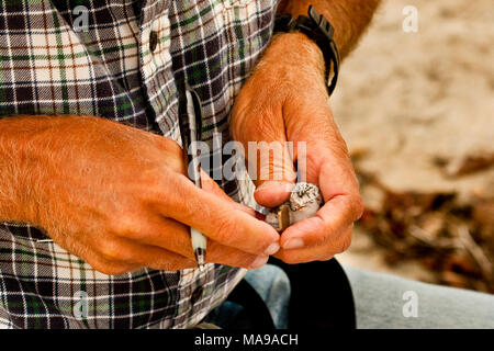 Californie moins dougall (CLT) obtient son aile dans les mesures. Les biologistes surveillent régulièrement la CLT et Western plover snowy poussins tout au long de la saison de reproduction de mars à août sur le Tijuana Slough National Wildlife Refuge et d'autres parcs à proximité et préserve à San Diego. Banque D'Images