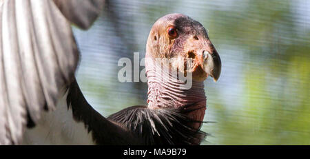 Condors atteindre Mexico City Zoo. Deux hommes Condors de Californie a reçu un grand accueil lundi du Mexique après avoir parcouru plus de 1 800 kilomètres de la San Diego Zoo's Wild Animal Park à leur nouvelle maison au Zoo de Chapultepec à la fin de la semaine dernière. Au cours d'une cérémonie Lundi, l'Ambassadeur Antonio Garza a présenté les condors au Mexique Ciry Maire Marcelo Ebrard Casaubon. Le zoo de Chapultepec se joint au U.S. Fish and Wildlife Service, Condor de Californie, marquant la première fois que les condors ont vécu dans un zoo. Environ 138 sont les condors voler libre dans le ciel au-dessus de certaines régions de la Californie, Banque D'Images