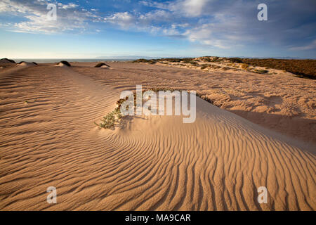 . Guadalupe-Nipomo Dunes National Wildlife Refuge, Guadalupe, Californie : Banque D'Images