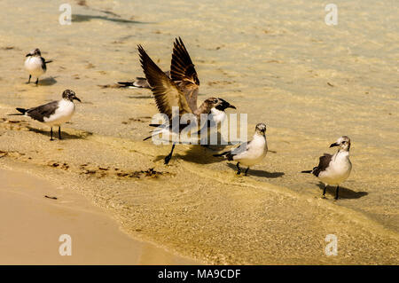 Groupe d'oiseaux en vol et marche sur une plage de Holbox, Mexique Banque D'Images