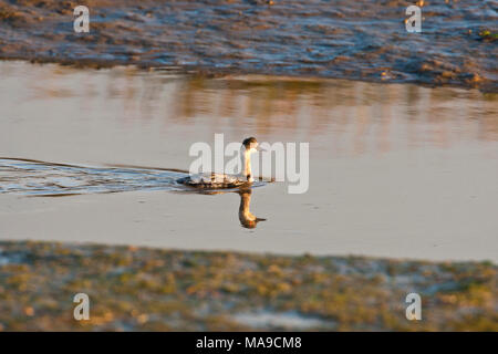 Grèbe juvénile (Podiceps nigricollis). Banque D'Images