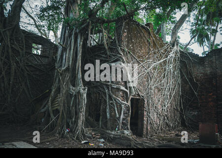 Les ruines de l'édifice dans les racines des arbres sur l'île de Ross. La nature détruit la trace de civilisation humaine. Chevaux arbre absorber abandonné Banque D'Images