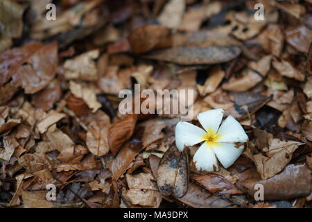 Une fleur blanche dans un groupe de feuilles brun sec Banque D'Images