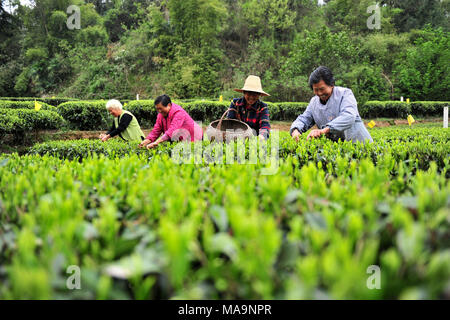 Yichang, Chine, Province de Hubei. 30Th Mar, 2018. Les feuilles de thé à payer aux agriculteurs un jardin dans Village de Luofo Taipingxi Yichang City, ville située dans le centre de la Chine, la province du Hubei, le 30 mars 2018. Les agriculteurs sont occupés à la récolte des feuilles de thé avant de le Festival Qingming dans le sud de la Chine. Credit : Zhang Guorong/Xinhua/Alamy Live News Banque D'Images