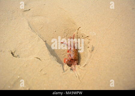 Mandarmani , l'ouest du Bengale, en Inde. 30 mars 2018. Crabe rouge à Mandarmani. Principalement au confluent de la rivière Jalda à Baie du Bengale appelé Mohana.s Credit : Rupa Ghosh/Alamy Live News. Banque D'Images