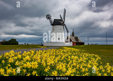 Lytham St Annes, LancashireLytham St Annes, Lancashire, UK, 31 Mar 2018. Les jonquilles à Lytham moulin que les nuages menacent avec la pluie à Lytham St Annes, Lancashire. Crédit : John Eveson/Alamy Live News Banque D'Images