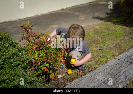 New York, USA, 31 mars 2018. Cayden Caïn était fait un très bon travail de trouver des oeufs de pâques à l'assemblée annuelle de chasse aux Œufs de Pâques dans la région de Vernon, New York. L'événement a eu lieu le samedi 31 mars 2018. Environ un millier d'œufs ont été cachés et plus d'une centaine d'enfants ont montré jusqu'à l'événement. Crédit : Tim Thompson/Alamy Live News Banque D'Images