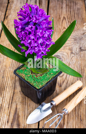 Pot en jacinthe d'eau, outils de jardin, l'inventaire. Studio Photo Banque D'Images