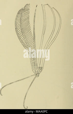 . Echinoderma de l'Indian Museum ... Recueillis par la Marine indienne Royal Investigator enquête. .. . Fig. 33.-Asterotnetra mirifica. Vue latérale du type. Banque D'Images