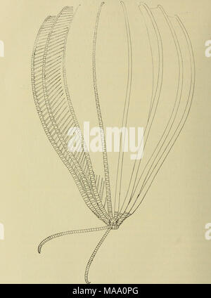 . Echinoderma de l'Indian Museum ... Recueillis par la Marine indienne Royal Investigator enquête. .. . Fig. 31 Peciinometya magntfica-.. Vue latérale du type- Banque D'Images