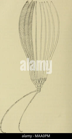 . Echinoderma de l'Indian Museum ... Recueillis par la Marine indienne Royal Investigator enquête. .. . Fig. 35.-Thalassometra annandalei. J'ateial,vue sur le type. Banque D'Images