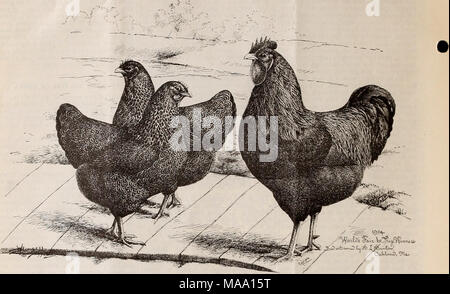 . L'poultryman . ''Conquérant/'-Coq Prix JST. "La Reine Mary/'-1ère poule. "Princesse/'-1ère Pollet. WORLD'S FAIR, ST. LOUIS, 1904. C'est un grand plaisir, ce mois, de présenter à l'inspection de nos lecteurs, la vie-comme des illustrations de trois des lauréats lors de la récente Foire du monde. Partridge Plymouth Rocks sont une nouvelle variété, mais elles possèdent toutes les qualités de la prescription, chamois, ou blanc Plymouth Rocks, comme un oiseau, alors qu'ils ont le plumage de la Perdrix Cochin. Ces oiseaux ont été produites et soulevée par Henry L. Hunton d'Oakland, qui i Banque D'Images