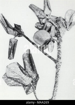 . Les insectes des forêts de l'Est . F-519580 Figure 33.-l'Euonymus échelle, Unaspis euonymi, sur Euonymus. sur une apparence similaire à de la chaux, le printemps et l'automne. Chute prématurée des aiguilles et les brindilles et les branches sont tués sur arbres très infestés. L'espèce voisine, F. tJieae (vert), un important ravageur de camellia dans le sud, se produit sur holly aussi. Lecanodiaspis tessalatus (Ckll.), l'échelle de kaki, une grande espèce hémisphérique, se nourrit de persimmon dans le sud. La surface des branches fortement infestés et les lignes deviennent rugueux, motteuse ou excroissances ressemblant. La pêche blanche, l'échelle Pseudaulacaspis pentagona (T Banque D'Images