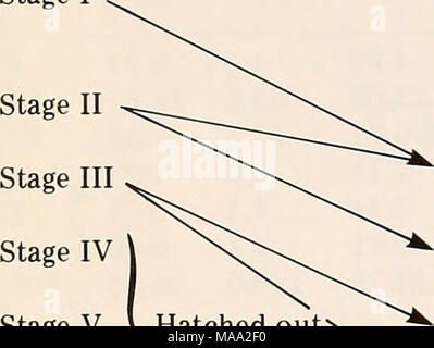 . L'Est de la mer de Béring Tablette : océanographie et ressources / edited by Donald W. Hood et John A. Calder . Stade V ) éclos out dans la phase 1 de l'étape 6 de la Phase II Phase I * Stade III Stade IV stade V stade VI en Phase 2 nouvellement posées Banque D'Images