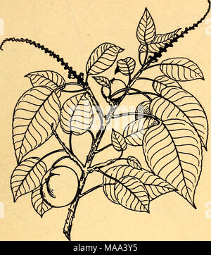 . Plantes Comestibles et plantes toxiques de la région des Caraïbes . 57. Manchineel Hippomane Mancinella empoisonner le sève laiteuse de l'manchineel provoque la formation de cloques et une inflammation sévère de la peau chez certaines personnes. La fumée de bois- brûler peut blesser les yeux. Cette plante ne pousse que sur les plages de l'océan où il forme souvent des fourrés denses. Le petit arbre a brun pâle, écorce lisse et très petites fleurs vertes. Le fruit ressemble à une petite pomme verte. Il est aussi appelé manzanillo. Banque D'Images
