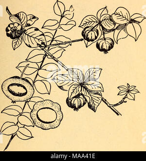 . Plantes Comestibles et plantes toxiques de la région des Caraïbes . 4. Le cerisier de Eugenia uniflora le Surinam cerise est mangé cru. C'est sucré et épicé et est considéré par beaucoup comme l'un des meilleurs de tous les fruits tropicaux. Le buisson ou petit arbre n'est pas courante dans la région des Caraïbes, sauf en culture le long de la côte atlantique de l'Amérique centrale et dans certaines îles des Antilles. Le fruit est rouge-tomate et contient une seule graine, côtelées. Il est aussi appelé cereza de cayena à Cuba et Porto Rico. 565269-44- Banque D'Images