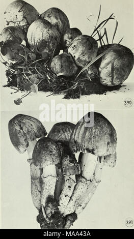 . Champignons vénéneux et comestibles du Canada . Chiffres 390-391. Coprinus atramentarius. 286 Banque D'Images