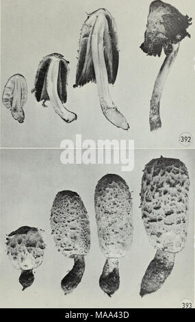 . Champignons vénéneux et comestibles du Canada . Chiffres 392-393. Coprinuscomatus. 287 Banque D'Images