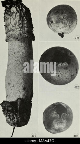 . Champignons vénéneux et comestibles du Canada . La Figure 400. Indusiata duplicata. Chiffres 401-403. Bovista pila. 291 Banque D'Images