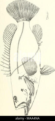 . Poissons et crustacés comestibles de la Nouvelle Galles du Sud . Banque D'Images