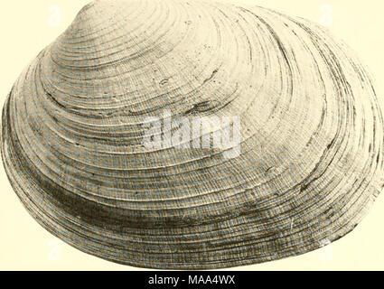. Les palourdes, les moules et les pétoncles de Californie . Banque D'Images