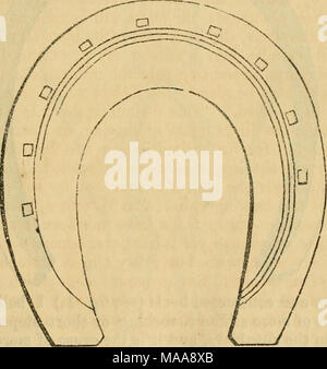 . L'éducation : enseignement cheval chevaux et autres animaux d'obéir à la parole, signe, ou signal, au travail ou en voiture : De plus, l'élevage d'animaux, et de découvertes en physiologie animale : et l'amélioration des animaux domestiques . Le crible, alors clouée sur presse seulement sur l'rine du pied, comme indiqué dans la plaque du pied naturel, fig. 2, la chaussure s'adaptera de façon harmonieuse que de tenir de l'eau, et l'intérieur de la chaussure sera un quart à un demi-pouce de la plante du pied. Je m'oppose à la pratique de la découpe de la partie inférieure de pied orteil tout plus de nécessité, force, de grands pieds sont mieux'tha Banque D'Images