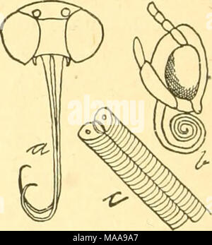 . Entomologie économique pour l'agriculteur et producteur de fruits . Chef d'une espèce. - La langue à un déroulé ; vu de côté, en partie en spirale, à b ; l'apparence de langue maternelle dans le cadre d'un objectif à c. fois une différence même dans les deux sexes, certains types d'échelles très développé qui se produisent sur les ailes de l'homme seulement, habituellement limitée à des zones limitées et parfois cachés par des plis. Dans cet ordre les insectes adultes sont sans danger tout au long, capable de nourrir qu'au moment de l'alimentaire liquide au moyen d'une langue qui est généralement comme une montre-colled ressort sur la face inférieure de la tête entre le palpi. Dans certains cas Banque D'Images