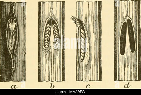 . Entomologie économique pour l'agriculteur et producteur de fruits . Oeufs de cigale-crevaisons, vu à une, de l'extérieur ; b, réduire les perforer pour montrer les deux chambres ; c, vue latérale d'une chambre ; d, une paire de chambres d'où les oeufs ont été supprimés. donné, avec la date de la dernière apparition, le moment où ils peuvent être, suivant attendu et le pays couverts par celles-ci. La déclaration est faite par les rapports et bulletins du ministère de l'Agriculture des États-Unis. I. La couvée est apparu en 1893 ; dernière apparaîtra de nouveau en 1910. Se produit au Massachusetts et au Connecticut en petit nombre. Brood II. Banque D'Images