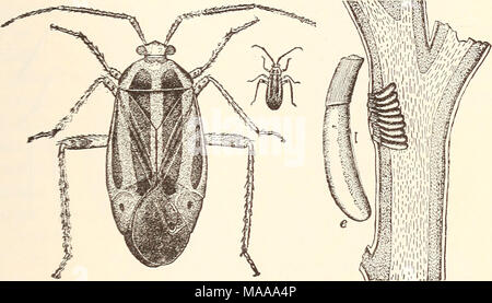 . Entomologie économique pour l'agriculteur.. . Pcecilocapsus lineatiis, quatre plantes bordée d-bug, grandeur nature et la masse des oeufs aussi agrandie : dans cassis, à l'e, un seul oeuf, grandement élargie. ou les plantes ligneuses sont attaqués ; mais de succulentes plantes annuelles, l'insectes dans la matinée, avant qu'ils sont devenus actifs, en secouant les dans une sorte de réceptacle, est la plus satis- méthode de fabrique. Dans la Cotton Belt il n'y avait pas plus de problèmes d'insectes, il y a quelques années, que le rouge-bug," ou de coton" Dysderciis suturelhis, stainer, ainsi nommé du fait que ses excréments, annulé dans l'op Banque D'Images