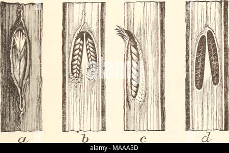 . Entomologie économique pour l'agriculteur.. . Oeufs de cigale-crevaisons, vu à une, de l'extérieur ; b, réduire les perforer pour montrer les deux chambres ; c, vue latérale d'une chambre ; rf, une paire de chambres d'où les oeufs ont été supprimés. donné, avec la date de la dernière apparition, le moment où ils peuvent être, suivant attendu et le pays couverts par celles-ci. La déclaration est faite par les rapports et bulletins du ministère de l'Agriculture des États-Unis. I. La couvée est apparu en 1893 ; dernière apparaîtra de nouveau en 1910. Se produit au Massachusetts et au Connecticut en petit nombre. Dernière couvée II. Banque D'Images