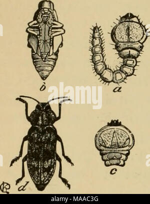 . Entomologie économique pour l'agriculteur et le producteur de fruits, et pour l'utiliser comme un texte-livre dans les écoles et les collèges agricoles ; . L'apple à tête plate-borer Chrysobothris femorata. - Une larve, pupe, ^ ; rf, adulte. Les couvercles sont presque lisses ou d'une amende seulement punctulations, et les larves se nourrissent principalement de conifères. Dans le genre Chrysobothris nous avons des formulaires qui sont assez plate- tened ci-dessus, l'aile-couvre avec dépressions irrégulières et de l'altitude, le prothorax avec côtés incurvés et plus étroit derrière. Ici être long- la plupart des espèces problématiques, y compris C. femorata, '' l'app à tête plate Banque D'Images