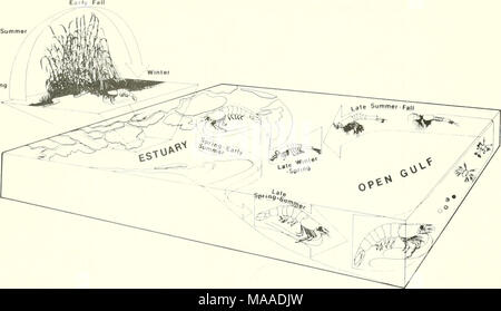 . L'écologie des marais du delta de la Louisiane côtière : un profil communautaire . La figure 67. Le cycle de vie de la crevette brune (Gosselink, 1980), plus grand, plus profond des masses d'eau qu'ils semblent utiliser comme "zones de rassemblement" à l'émigration. Ce anigrations se produisent principalement pendant la nuit et sont adaptées à la phase du cycle de marée lunaire, avec la plus grande circulation pendant les périodes de fortes marées- (Blackmon, 1974). Dans le Delta du Mississipi, il semble y avoir aucune espèce de poissons qui fraient en eau douce et de passer à l'océan en vieillissant. Mais dans d'autres endroits ces espèces font grand usage du marais Banque D'Images