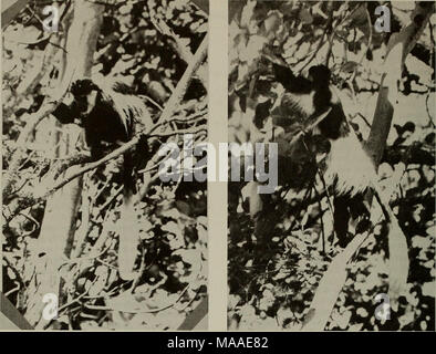 . L'écologie des folivores arboricole : un colloque organisé au Centre de recherche et de conservation, National Zoological Park, Smithsonian Institution, du 29 au 31 mai 1975 . La figure 2. Siège Guereza se nourrissant de moyennes branche horizontale. La posture est stabilisée par pied et l'une poignée alors que les feuilles sont réunies avec la main libre. La figure 3. Guereza est bipedally sur des terrains en pente moyennes branche de fig et amasse des fruits avec main libre. La progression est habituellement une troupe activité impliquant une série de coups assez courte séparées par de courtes périodes de repos, et généralement impliqué un changement majeur o Banque D'Images