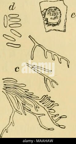 . Le Dr L. Euler's Kryptogamen-Flora von Deutschland, Österreich und der Schweiz . Glutinium Starbaeck palinum (frites). a. Pilz dans natürlicher Basis der Grösse. h. Derselbe schwach vergrössert. Abbildungen nach Beide, Starbaeck Studier i Elias Fries" Svampherb. p. 58 u. 59. t. III. Banque D'Images