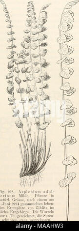 . Le Dr L. Euler's Kryptogamen-Flora von Deutschland, Österreich und der Schweiz . Fig-. 108. Terinum Aspleniuni adul- Milde. Dans Pflanze natürl. Grösse, nacli einem am 1. Juni 18S4- den Exemplare gesammelten leben von Dresden im Sachs. Erzgebirge. Nur die Wurzeln z. La tuberculose. gezeichnet, die Spreu- schuppeu weggelassen ganz. Fig. 109. A s p 1 e ni u m a d u 11 e ri n u m Milde. Das Blatt rechts der Figur lOS dans lV..2t Grösse. Banque D'Images