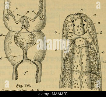 . Le Dr Johannes Leunis Synopsis der thierkunde. Ein Handbuch für höhere lehranstalten und für alle, welche sich mit der wissenschaftlich naturgeschichte der thiere beschäftigen wollen . gig. 7S0. Geonemertes phöra Ueberganggfteüc chalico- beö§au ; ftiir6aren mü^^nitteg dans l'UE et des finances ben briifigcn Sa&amp;f(^nitt ; t)ert. ergrcf;une Stachel ; b ©ru^Siebenftad^j pen sur&amp;eln ; c)9 Jün = bung ber@iftbvüfe ; d !£am = melraum sac für @ift ; 3e lugfüf rungggong iftbrüfe)ber @f ; älnfang iftbrü{ber @e. 5ig. 7s 1. SBcvbevenbc Geonemertes chalicophöra j'cn, tcn oben ; vergrößert. Une Stugen efjirn ; b © ; c SRüffe( = unb Banque D'Images