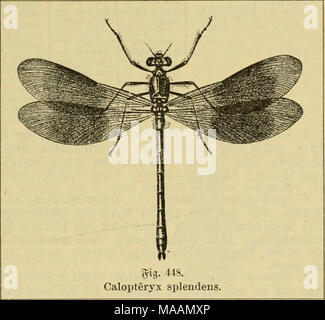 . Le Dr Johannes Leunis Synopsis der thierkunde. Ein Handbuch für höhere lehranstalten und für alle, welche sich mit der wissenschaftlich naturgeschichte der thiere beschäftigen wollen . 1) Se^r gemein. 2) mit einer Sauge (forceps) "l'ERFC^en. 3) xctXö ; f^Tirdpu glüget, ijn ;. 4) Onngfrau. 5) glänjenb. 6) &gt;vTf)3T-rj ; gjäuber. 7) ä*erlcbte. Banque D'Images