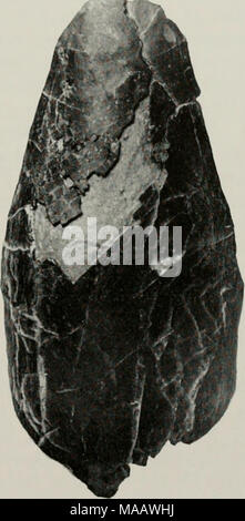. Poissons du Dévonien précoce de l'Utah : Heteroostraci . Fig. 63. Allocryptaspis utahen- sis, sp. nov., PF 738 bouclier ventral ; (XI). Leur position a été mesurée par Kiaer et Heintz (1935, pp. 45-46) par les soi-disant index rostrale (le ratio de la "longueur" de la rostrale longueur totale). Depuis leur "longueur rostrale" a été mesurée à partir de l'extrémité antérieure du bouclier arrière d'une ligne reliant les orbites, ce ratio est appelé le meilleur indice d'orbitales. Dans A.- l'Utah, il est d'ensis 0,11 ; dans A. ellipticus, c'est 0,12. D'autres montrent une Poraspinae rapport correspondant de 0,14 à 0,23. L Banque D'Images