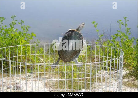 . Effets potentiels de mortalité routière et la fragmentation de l'habitat sur une population de tortues peintes dans le Montana . La Figure B-3. À propos de la tortue pour violation de l'enceinte d'escrime en aluminium sans clignoter. B-4 Banque D'Images