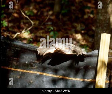 . Effets potentiels de mortalité routière et la fragmentation de l'habitat sur une population de tortues peintes dans le Montana . La figure A-4, plus de Floride tissu molle clôture anti-escalade. Photo : M. Aresco A-5 Banque D'Images