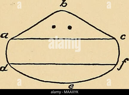 . La dynamique de la matière vivante . 4. Régénération et Heteromorphosis Planarians d'eau douce et il a été connu depuis longtemps que si la tête et la queue est coupé d'une eau douce Planarian, à l'avant une nouvelle tête normale, à la fin d'une nouvelle queue, est régénéré (Fig. 49). Morgan* fait l'observation intéressante que si un morceau de l'acdf être coupe oblique (fig. 50) au lieu de perpendiculaire à l'axe longitudinal d'un Fig. 49.-Après Morgan. Planarian, une petite tête est formé à l'angle avant tout de la pièce a et une petite queue à le dernier corner /, fig. 51. Pourquoi est-il t Banque D'Images