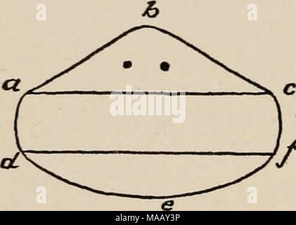 . La dynamique de la matière vivante . 4. Régénération ET HETEROMORPHOSIS PLANARIANS D'EAU DOUCE et il a été connu depuis longtemps que si la tête et la queue est coupé d'une eau douce Planarian, à l'avant une nouvelle tête normale, à la fin d'une nouvelle queue, est régénéré (Fig. 49). Morgan* fait l'observation intéressante que si un morceau de l'acdf être coupe oblique (fig. 50) au lieu d'angle droit avec l'axe longitudinal d'une V FIG. 49.-APRÈS MORGAN. Planarian, une petite tête est formé à l'angle avant tout de la pièce a et une petite queue à le dernier corner /, fig. 51. Pourquoi est-il Banque D'Images