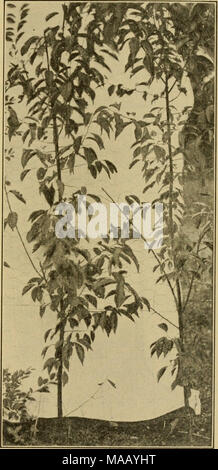 . Les arbres fruitiers nains ; . FIG. 36-PRUNIERS FORMÉS COMME DES CORDONS VERTICALE Banque D'Images