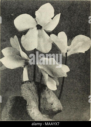 . Le néerlandais pour les bulbes de fleurs de printemps . CYCLAMEN PERSICUM GIGANTEUM, Allemand cultivé. Gloire de Wandsbeck, saumon foncé. Rose de Wandsbeck, lumière du saumon. Rouge foncé brillant. Rose de Marienthal, Rose. Blanc avec des yeux carmin. Le lilas. Rouge brillant. Pkt. commerce, 75C ; 100 graines, Si.25 ; 1 000 graines, 11,00 $ ; 5 000 graines, S10.00 pour 1000. SALMONEUM carmin. Ce Cyclamen est un grand favori et très en demande en raison de la grande taille et l'at- traction de couleur des fleurs. Pkt. commerce, 75C ; 100 graines, SI.75 ; 1,000 graines, S14.00. Pringed, une nouvelle variété très voyantes, croît de 20 à 24 pouces ; les feuilles sont vert clair Banque D'Images