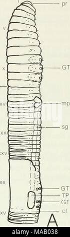. Les vers de terre (lumbricidae et sparganophilidae) de l'Ontario . Banque D'Images