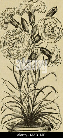 . Semences florales et Drumm Co. : Automne, 1894-5 . CARNATION. ROSES. La rose est l'une de nos spécialités principales. Nous cultivons annu- ally plusieurs milliers de plantes du plateau et plateau hybride varie. Chaque année nous jeter les variétés qui s'avérer faible growers ou insatisfaisante d'autres causes. Nos clients peuvent compter sur les variétés que nous catalogue étant dignes et quelque chose qui va le semoir si quelque chose de vraiment bon est recherché. Comment se développer. Dans le choix d'un endroit pour planter vos roses, choisissez un endroit où ils auront plein soleil toute la journée, si possible, et jamais près de grands arbres ou shady situati Banque D'Images