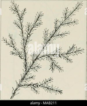 . Les plantes de la drogue de l'Illinois . JUNIPERUS communis L. com- mun, Juniper, cheval hackmatack savin, gorst. Pinaceae. U. S. P. XI, p. 256.- Un faible et la diffusion ou à la verticale, petit arbuste ou arbre, à feuilles persistantes ; écorce du tronc shreddy ; feuillage en forme d'aiguilles, les aiguilles, droite et rigide, pointu jusqu'à ]/i pouce de long ; manque de fleurs, cônes présents au lieu ; fruits bleu, glauques, berry- comme, 14 pouces de diamètre, 3. Les fruits récoltés à l'automne et l'hiver, quand il est mûr. Dans la culture pour une ornamen- tal ; établi près du lac Michigan dans le comté de Lake. Contient de l'huile parfumée de genévrier. Banque D'Images
