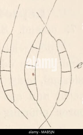 . Le Dr L. Euler's Kryptogamen-Flora von Deutschland, Österreich und der Schweiz . Banque D'Images